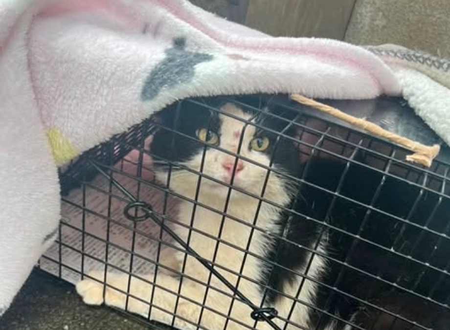 【TNRのサポートに行ってきました】必要な対応をし、安心して動物と共存できる社会へ