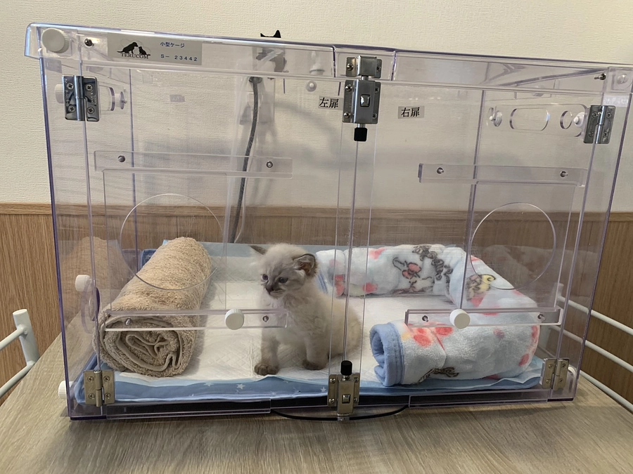 目の前のことを乗り越えるのに必死で…抱えている子たちのために前を向かなきゃと自分を鼓舞する毎日です