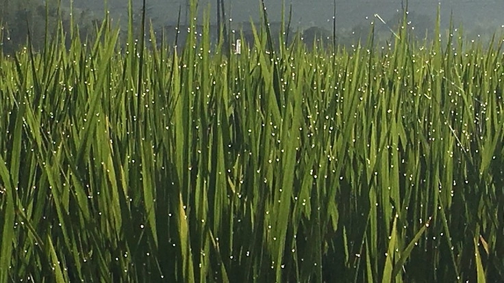 何もなくていい！映えるものはないけどコメに特化したカフェと拠点！