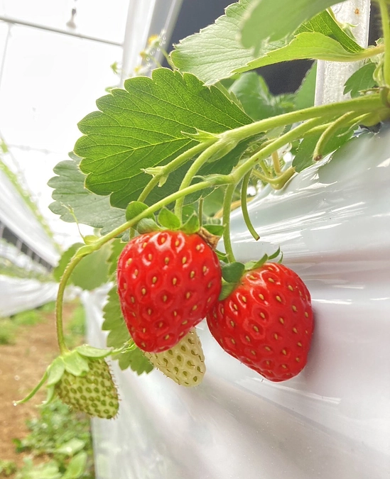 【活動報告㉖】ついにいちごが色づき始めました！！！