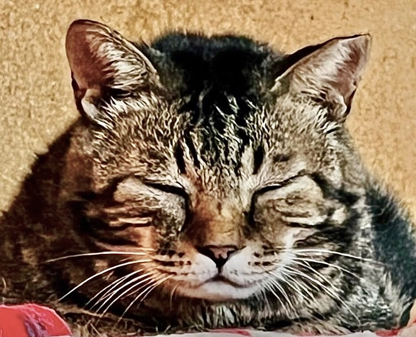 マグロの父ぼたもち