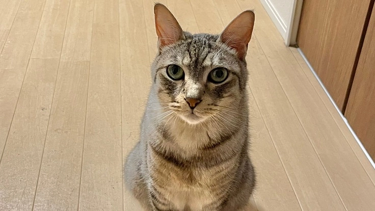 原因不明の難病にかかっている猫の治療費を助けてください