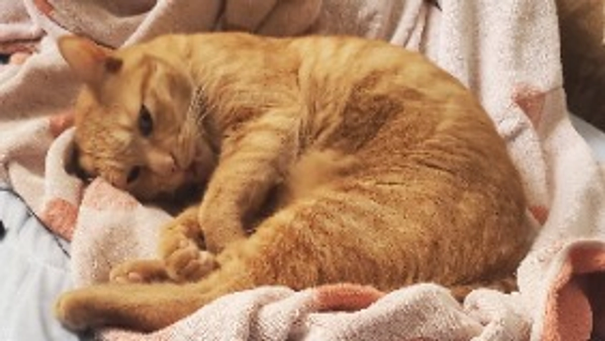 なんだかなぁ。