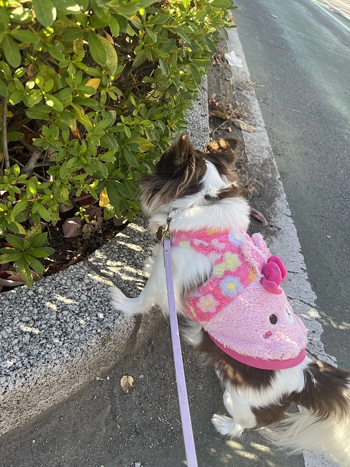 2023.12.03  久しぶりのお散歩に行ってきました🐾