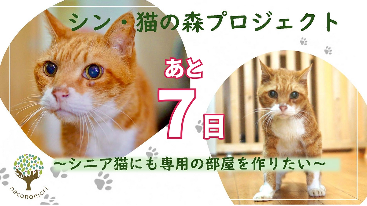 残り7日！今猫の森はこのクラウドファンディングが一層重要な状況下となっています