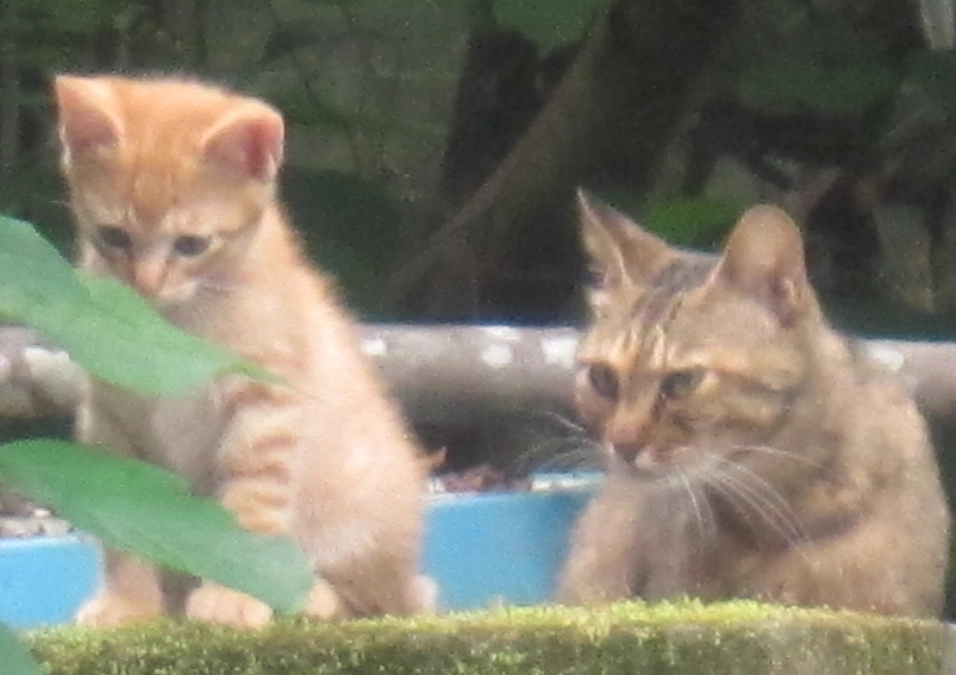 ご支援ご協力をいただきありがとうございます