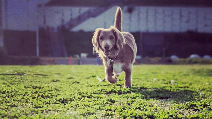 保護犬の一時預かりもするショップを作りたい