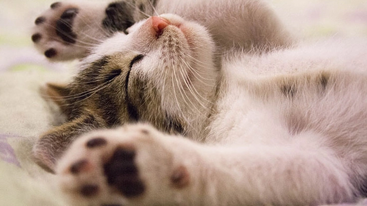 野良猫を、幸せな家庭に住まわせたい!