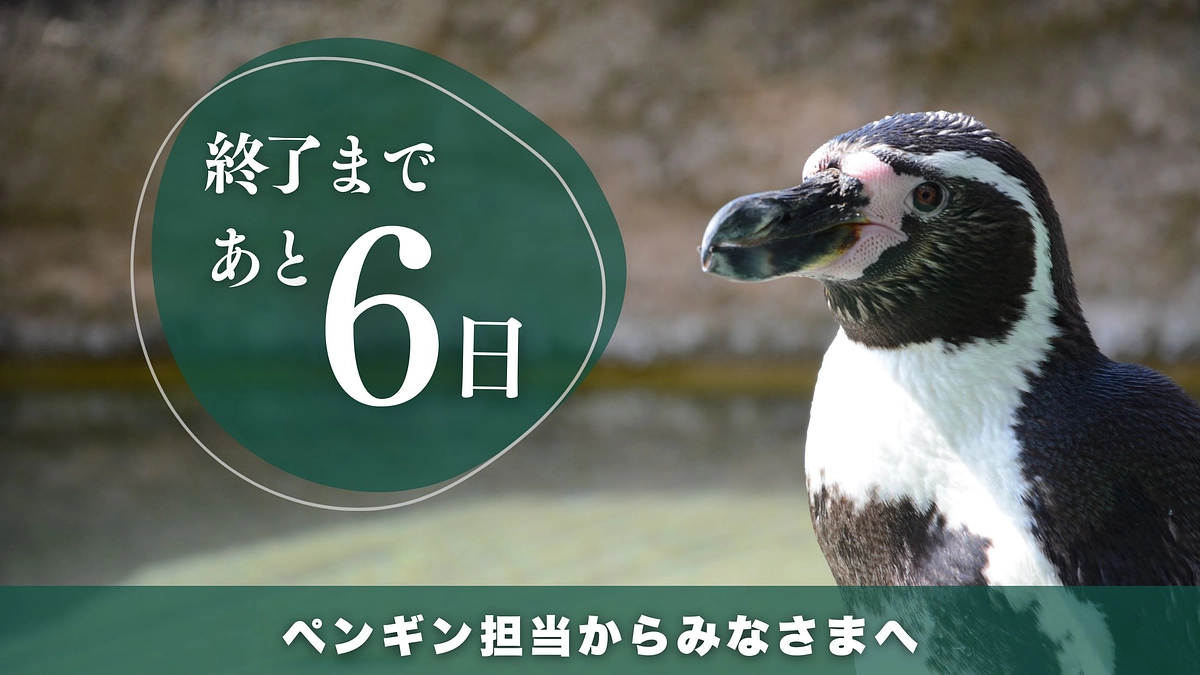 プロジェクト終了まであと6日　安佐動物公園のみどころフンボルトペンギン編