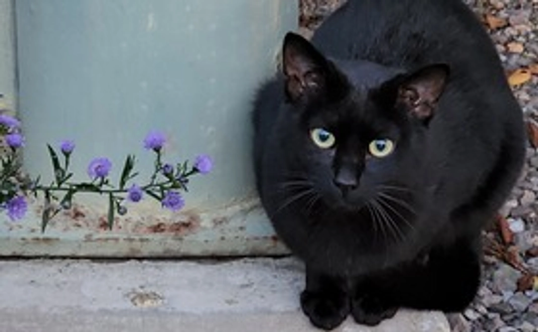 地域猫活動応援10,000円コース