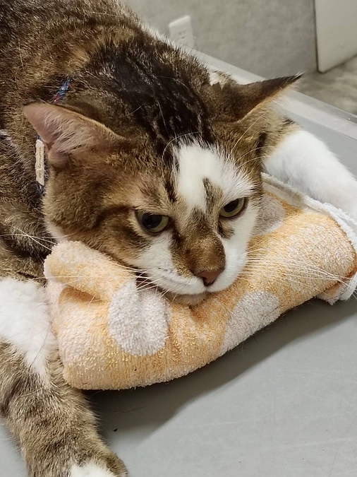 事前検査終了のご報告