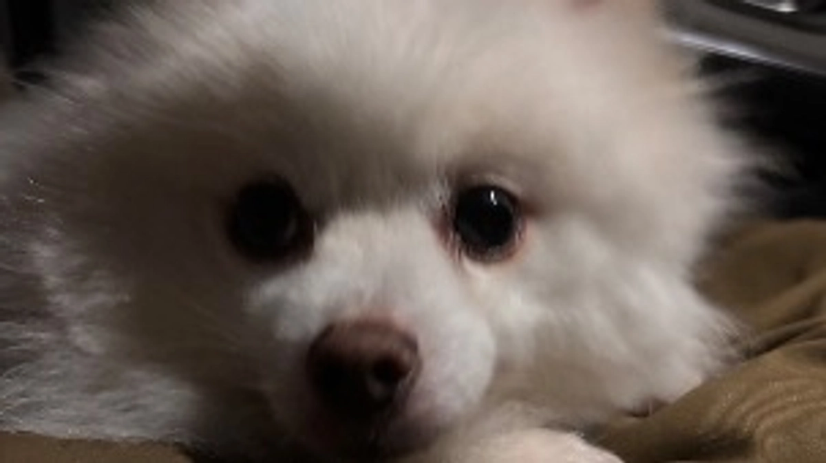 1週間後のもこは手術日❤️‍🩹