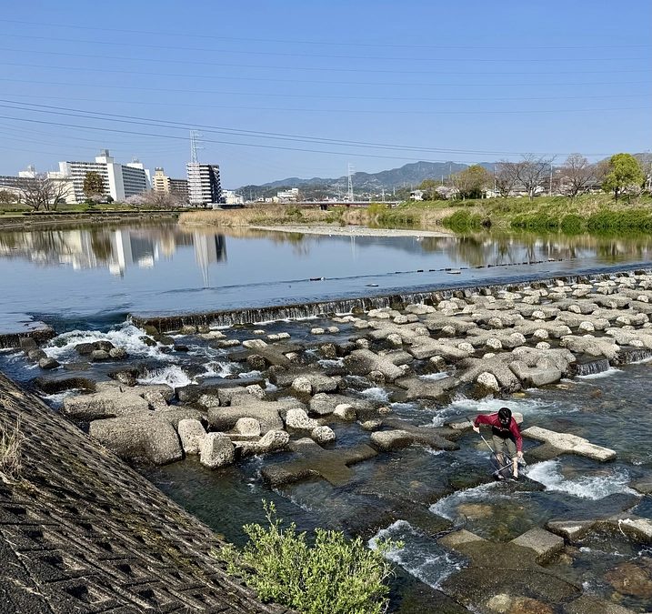 本日、遡上あゆのサンプリングでした。