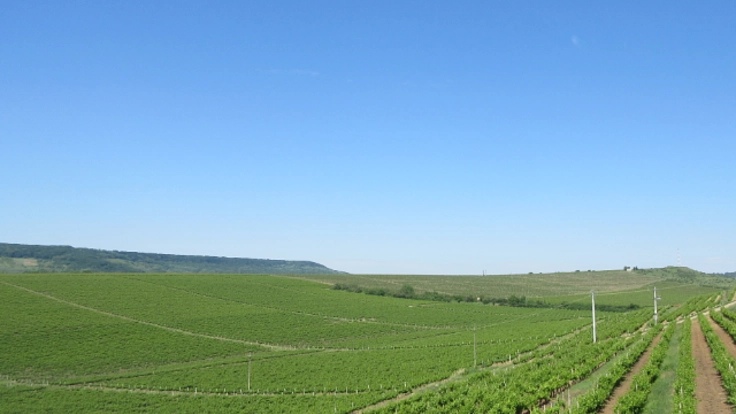 ルーマニアワインおよびワイン用ブドウ品種についての書籍の出版