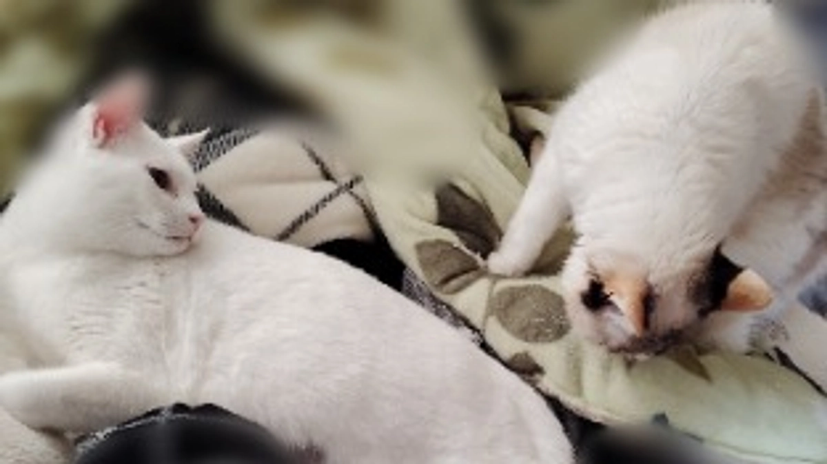 保護猫ちゃんと住める高齢者向け住宅