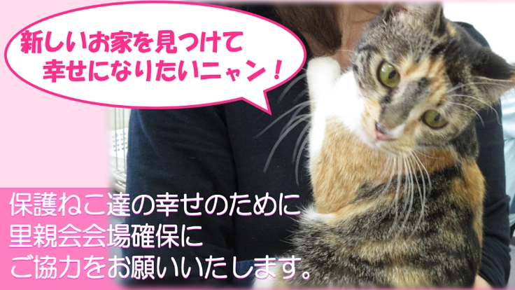 保護ねこに新しいお家を見つけるため里親会を続けさせて下さい!