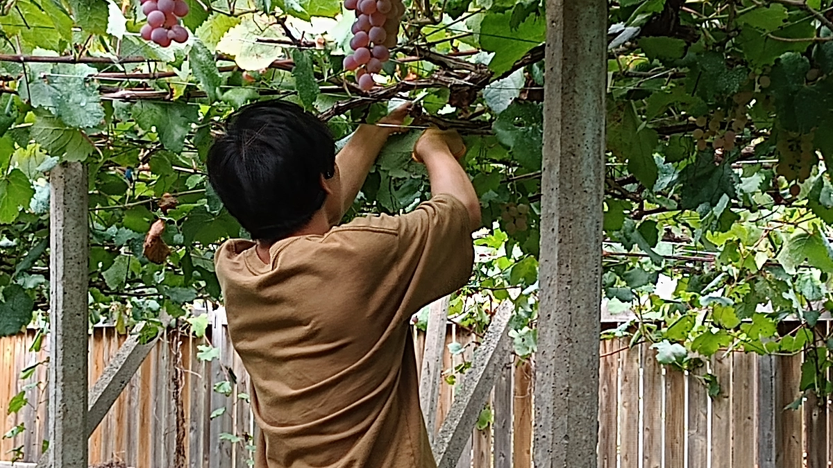 シン・山梨大学ワイン 甲州2024 用ブドウの収穫