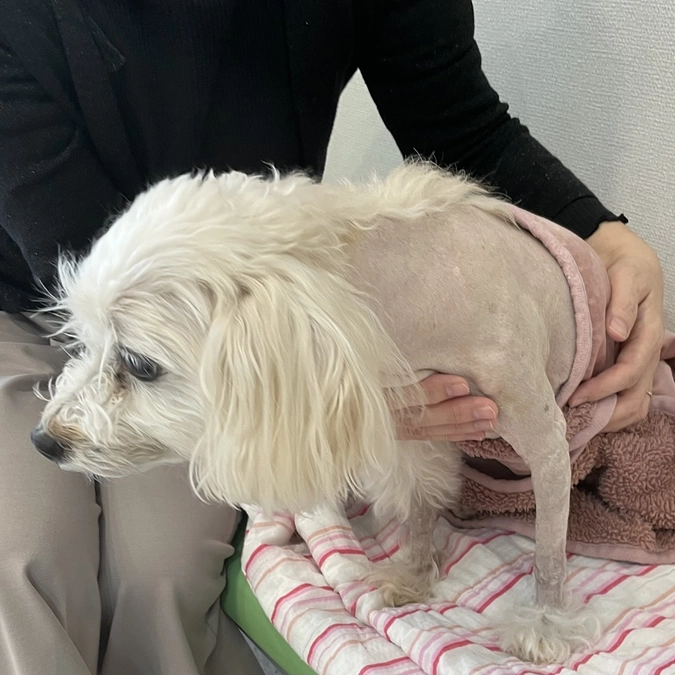 術後4日目の姫芽