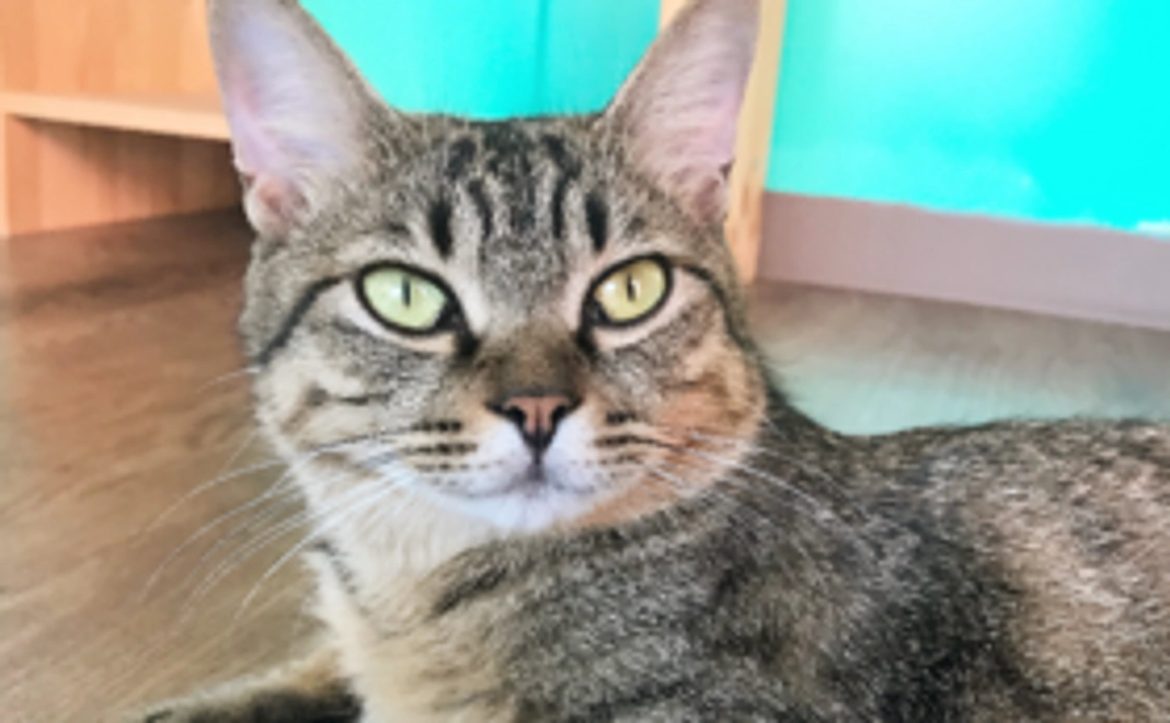 【返礼品不要】　絶対達成を祈願コース