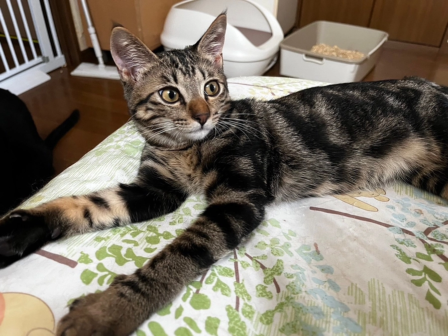 7月18日保護のbBの紹介です【里親募集中】