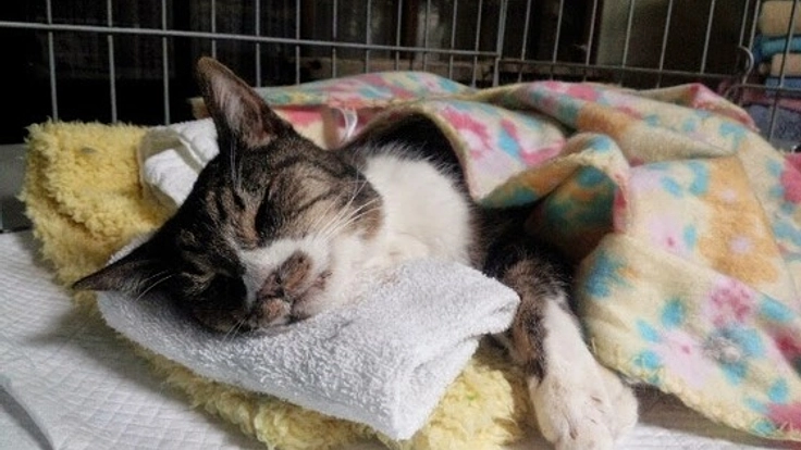 猫180匹が暮らす施設を危険な山奥から安全な場所へ移転したい!