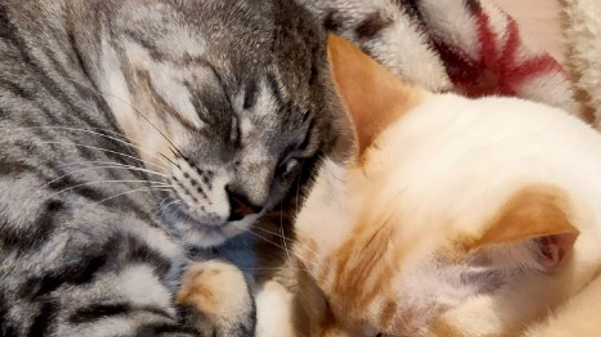 ルーチェの状況