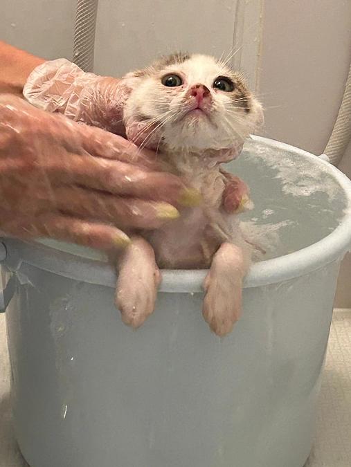 今日受け入れた子猫達