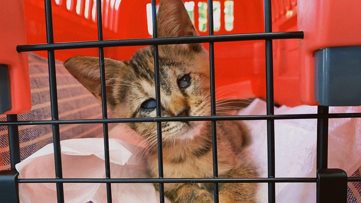 お家組　かつおと六花(元いくら）兄妹　自宅に帰ると私の心が折れる日々