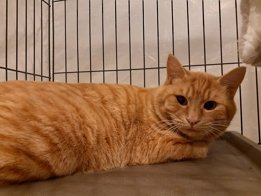 【はやて君】里親募集開始の報告とお知らせ