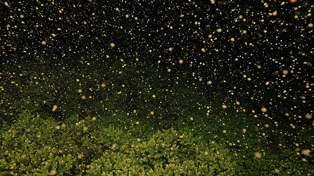 サンゴの産卵を撮影し環境学習の教材に