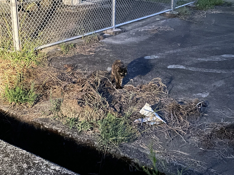 【あと2時間！】サビばあちゃんお迎えしてくれます。まだ人間を信用してくれるんだね