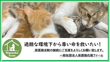 殺処分ゼロ！保護猫活動を継続し譲渡の輪を広げたい！ のトップ画像
