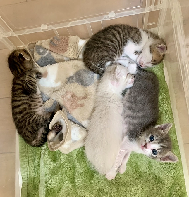 遺棄された親子猫さんの今。。。