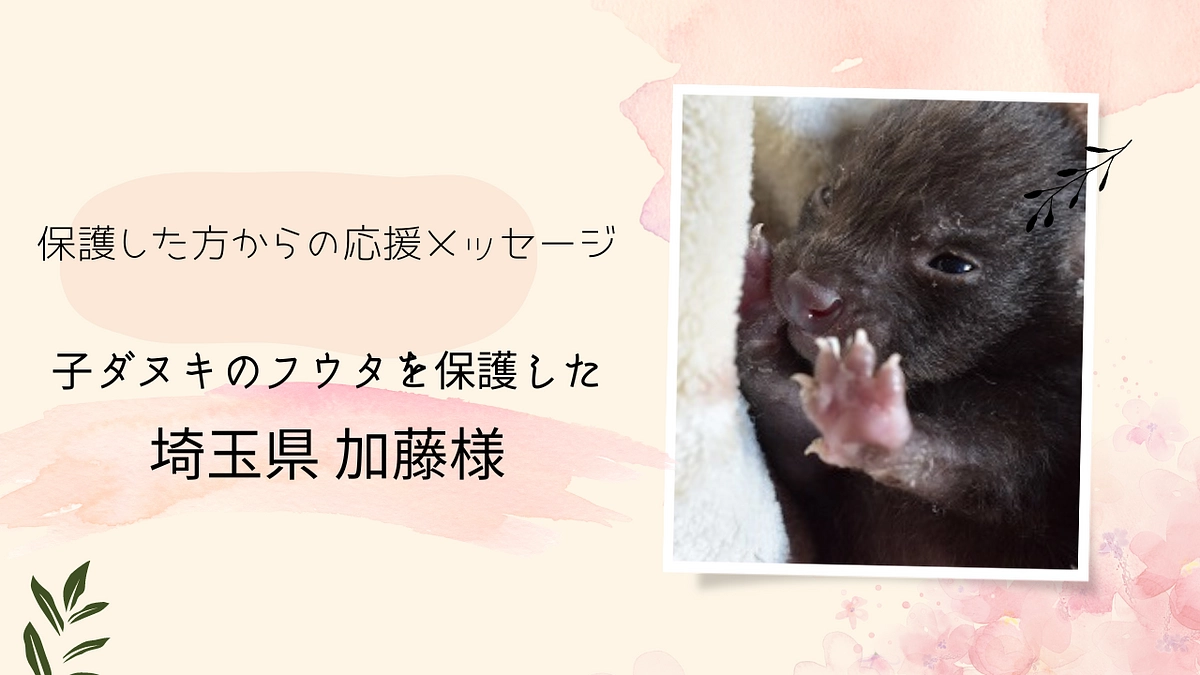 保護主様エピソードリレー Vol2：ホンドタヌキ「フウタ」