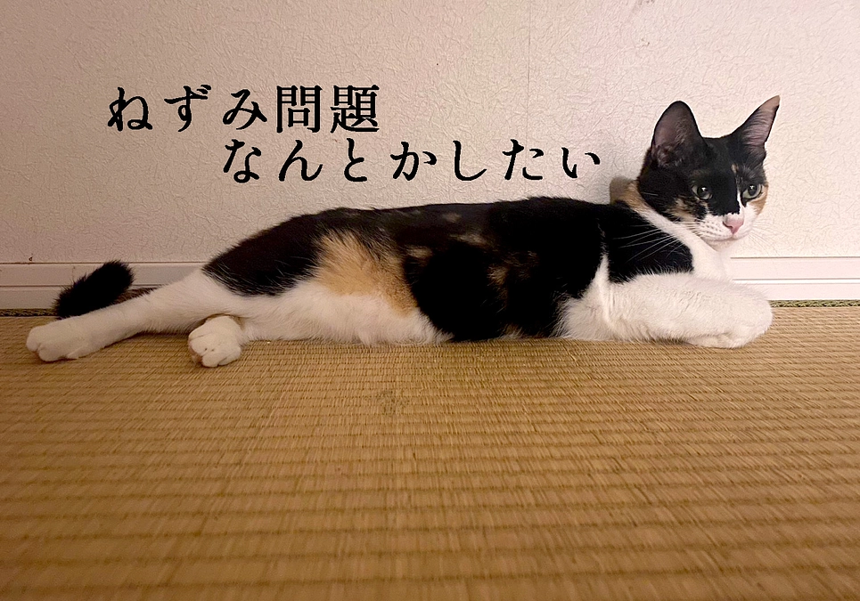 のむたい先生のユースワーク報告２－ねずみ問題をなんとかしたい