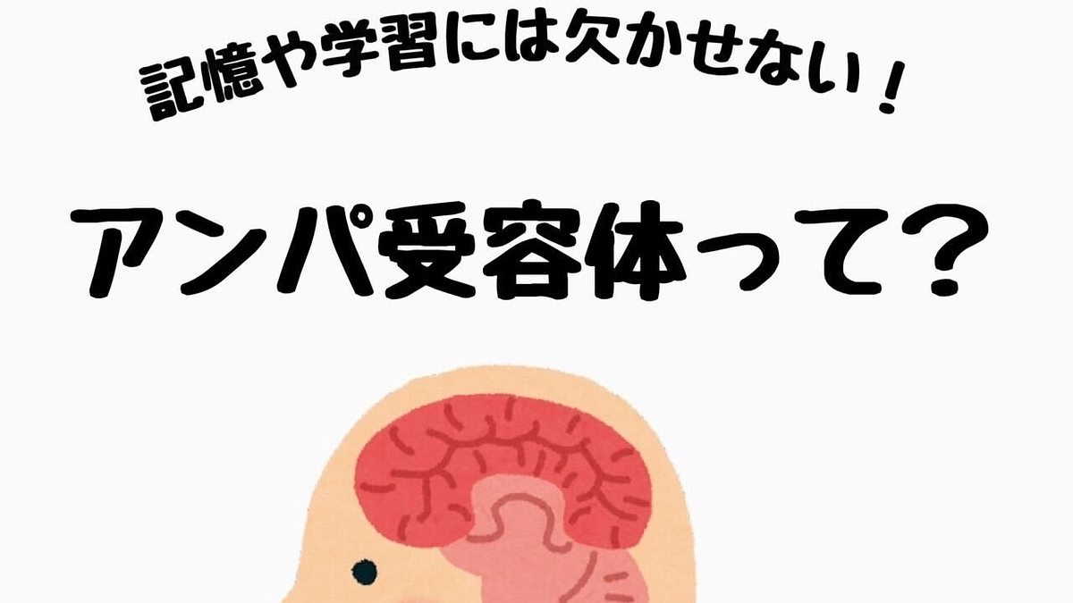 AMPA受容体とは？