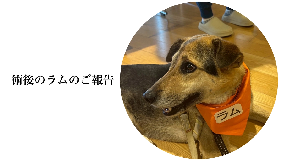 ラムの術後経過とInstagramアカウントについて