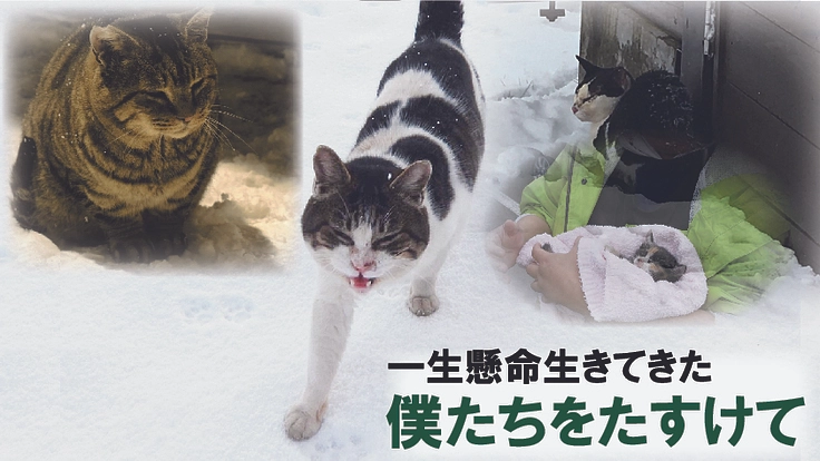 凍死する猫達を救いたい〜緊急対応設備を整えたシェルター設置の実現を