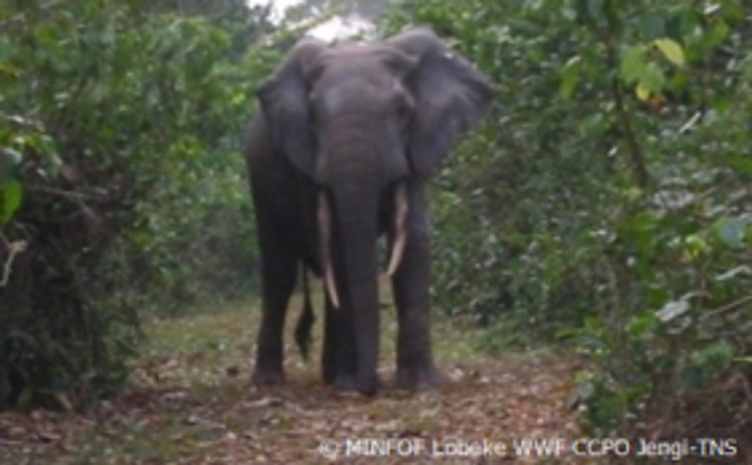 【野生動物を守る仲間!】密着フォローコース
