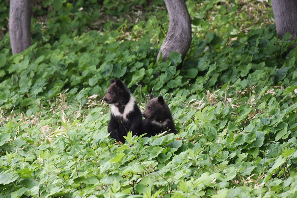 第３弾は残すところあと５日