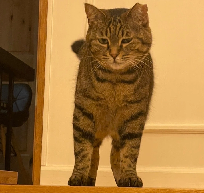 ボランティアメッセージリレー③（預かりボランティア：大本さん）