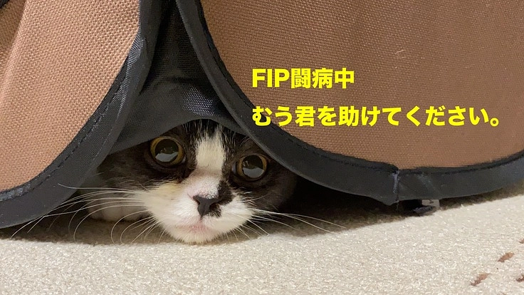 むう君を助けてください。生後5ヶ月、FIP闘病中です。