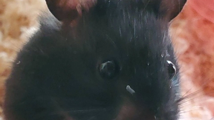 飼えなくなったペットを保護したい