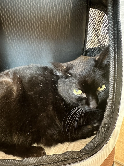 通院報告と希望の光