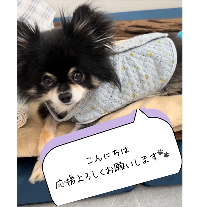 今朝のショウの様子です🐾【残り6日となりました】