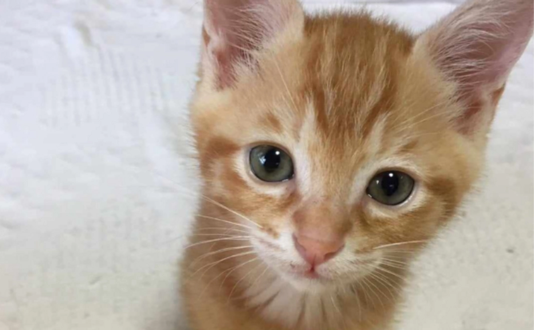 【特別なリターン不要】ハピボ応援コース|3千円