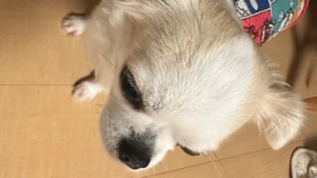 今日はイライラモードの麦🫣