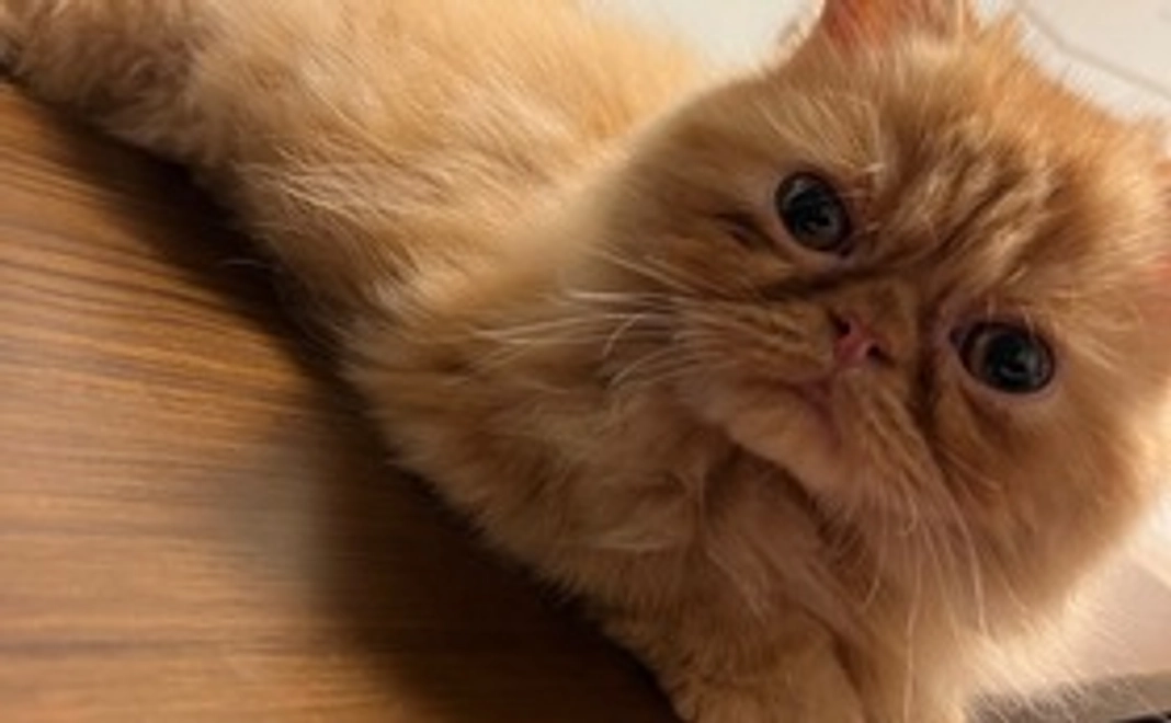 リターン不要のご支援（1,000円）