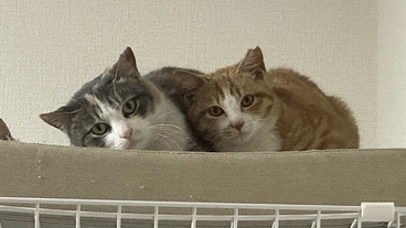 野良猫ちゃん達の助けにお力をお貸しください のトップ画像