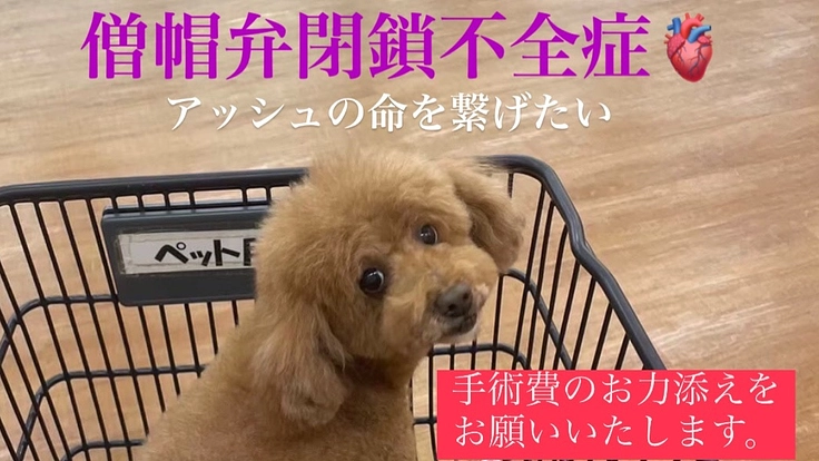 僧帽弁閉鎖不全症治療費のご支援をどうか宜しくお願いします。